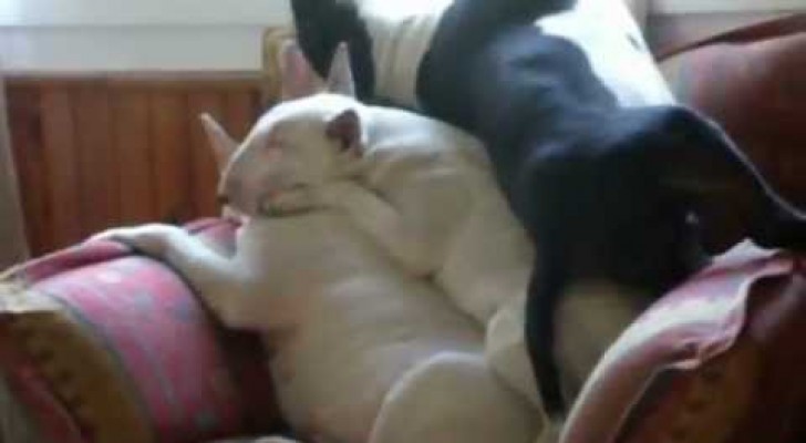 I am a Bull Terrier and I sleep where I want