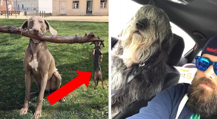 Dogs caught in exhilarating situations! Faced with these 26 photos, it is impossible not to laugh