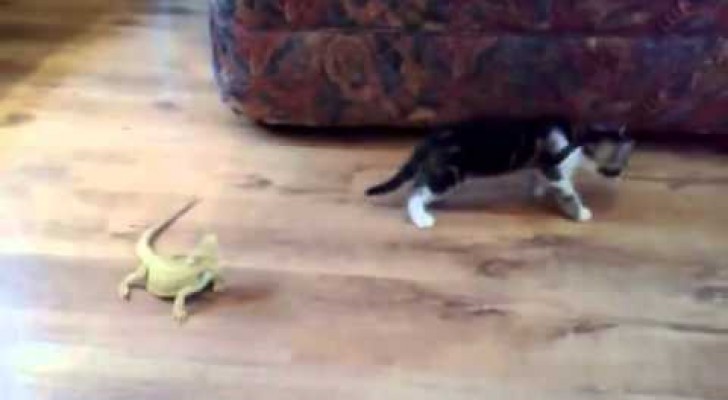 Brave cat faces two lizards