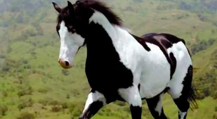 20 caballos de razas particulares que parecen verdaderas y propias obras de arte