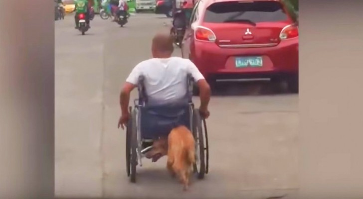 Deze lieve hond "duwt" de rolstoel van zijn vriend elke dag: een scène die het hart doet smelten