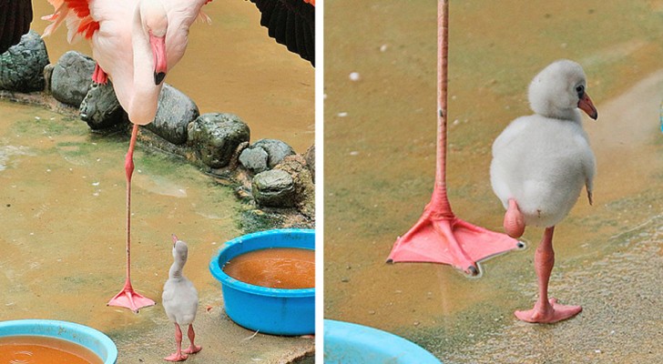 24 photographic mini-stories of animals that melt the heart with tenderness