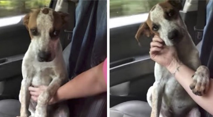 Een vrouw redt een hondje van de straat: de manier waarop de hond haar bedankt doet haar in huilen uitbarsten