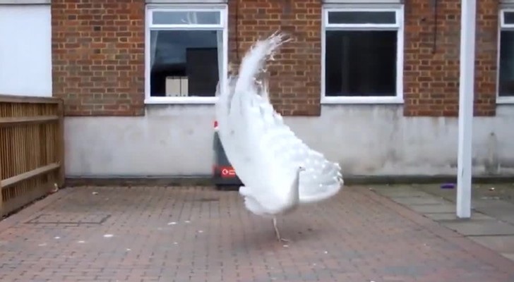 Um raro pavão branco se prepara para abrir a sua cauda: o espetáculo que cria é maravilhoso!