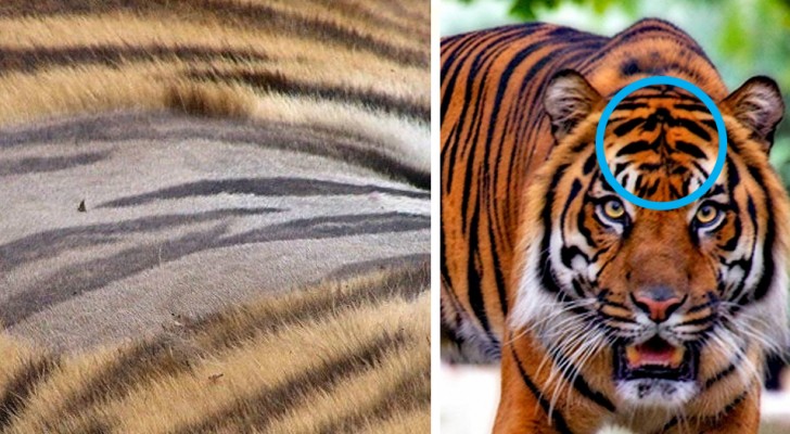 10 fatti curiosi poco conosciuti sulle tigri che ti spiegheranno il fascino di questo animale