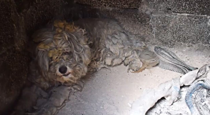 In Greece --- two terrified poodles save themselves from a wildfire by hiding in an oven