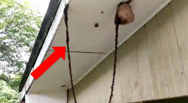 Ants build a living bridge to attack a wasp's nest and it is a true demonstration of clever ingenuity