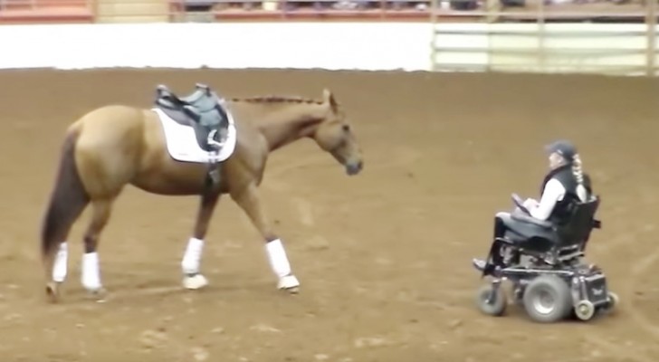 Um cavalo chega perto de uma mulher que está na cadeira de rodas: o espetáculo que eles dão encanta o público