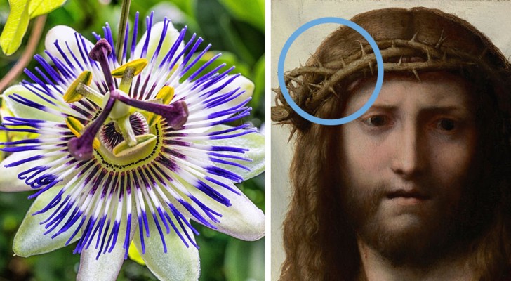 Passiflora : voici la curieuse symbolique qui lie cette fleur à la Passion du Christ.