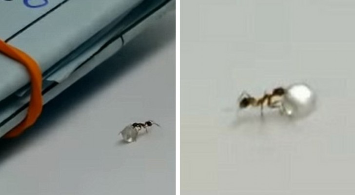 En myra sniglar in i en butik och försöker stjäla en dyrbar diamant