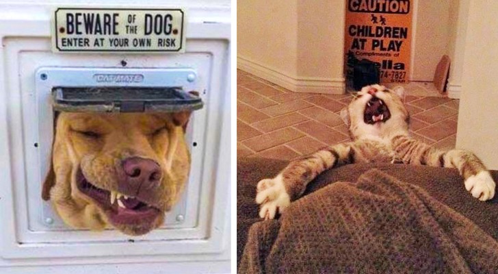 Några roliga bilder av hundar och katter som kommer att få dig att skratta