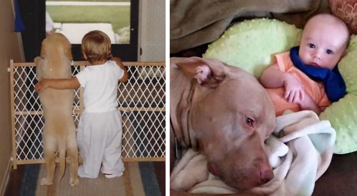 17 bilder av sällsynt sötma som berättar den underbara vänskapen mellan barn och hundar