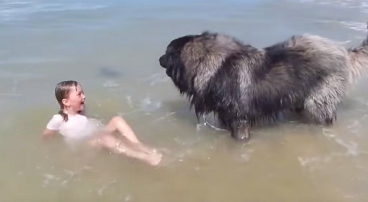 Credendola in pericolo, un adorabile terranova mette in salvo la sua padroncina tirandola per la maglietta