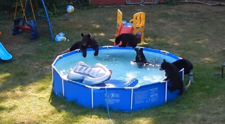 Moederbeer neemt haar kleintjes mee voor een duik in het zwembad: de video die verborgen gefilmd is, is hilarisch