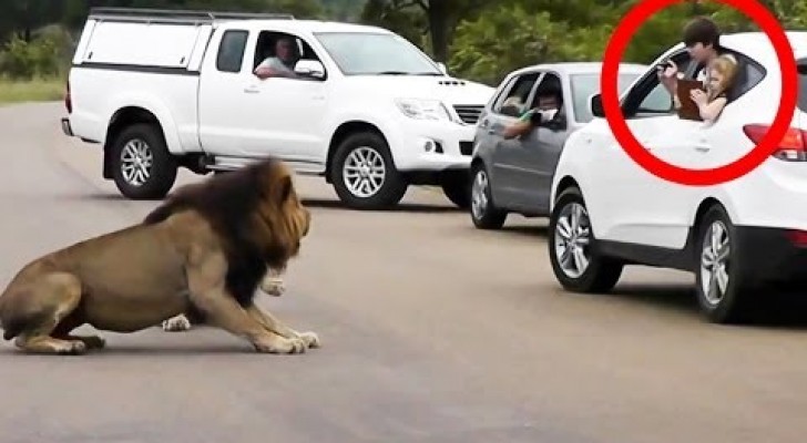 Il leone fa capire ai turisti che devono restare in macchina
