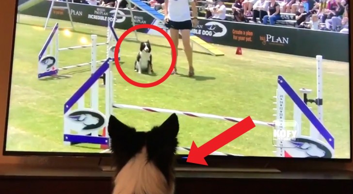 Un cane guarda il video di SE STESSO mentre vince una gara: la reazione vi farà piegare in due dalle risate