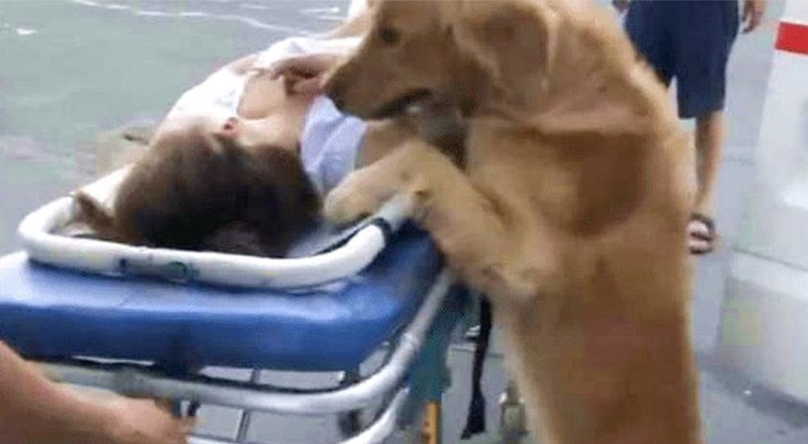 China: uma mulher desmaia e o cachorro insiste para subir na ambulância com ela