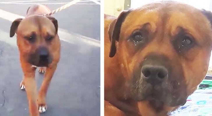 Este cachorro acaba de ser abandonado por seus entes queridos em um abrigo e sua dor pode ser vista em seus olhos