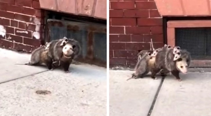 O vídeo deste gambá mostra que o amor de uma mãe é maior do que qualquer outra coisa no mundo