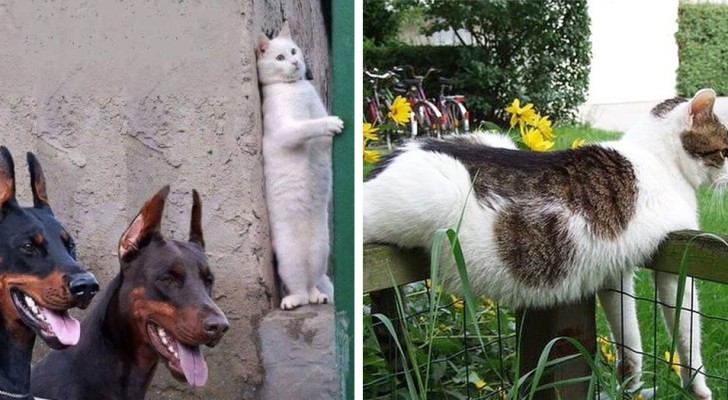 These 31 images are proof that with a cat in your house you will never get bored