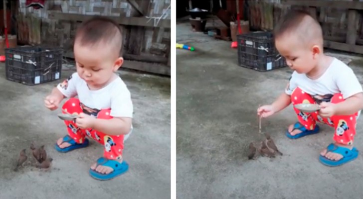 Een 3-jarig kind geeft een paar vogeltjes te eten: de video heeft miljoenen mensen ontroerd