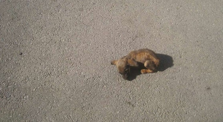 This puppy was in such bad shape that he could not even move! He just lay there motionless waiting to be saved ...
