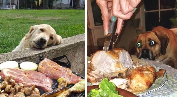 These photos testify to the deep love that dogs have for food!