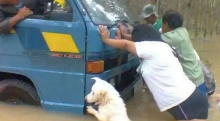 De foto's van deze dieren laten je in minder dan 2 seconden lachen