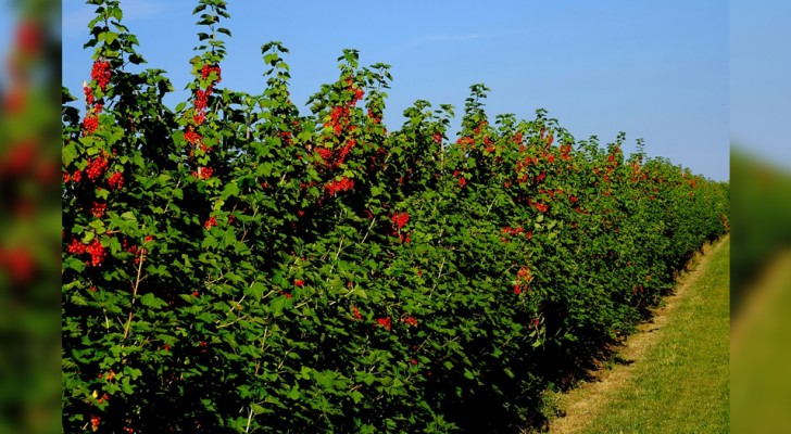 Pflanzen Sie eine Hecke, anstatt einen Zaun zu bauen: das sind die Vorteile, die Sie nicht erwartet hätten