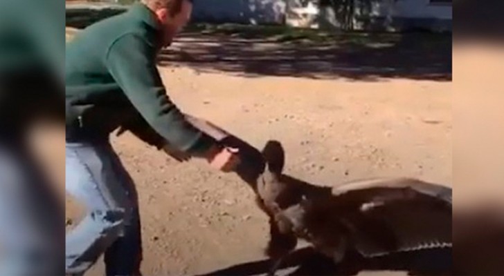 Antes de voar em liberdade o condor agradece o seu salvador: o vídeo é muito doce!