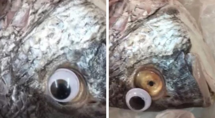 Een vishandelaar ontmaskerd die nepogen op vissen aanbracht om ze er verser uit te laten zien