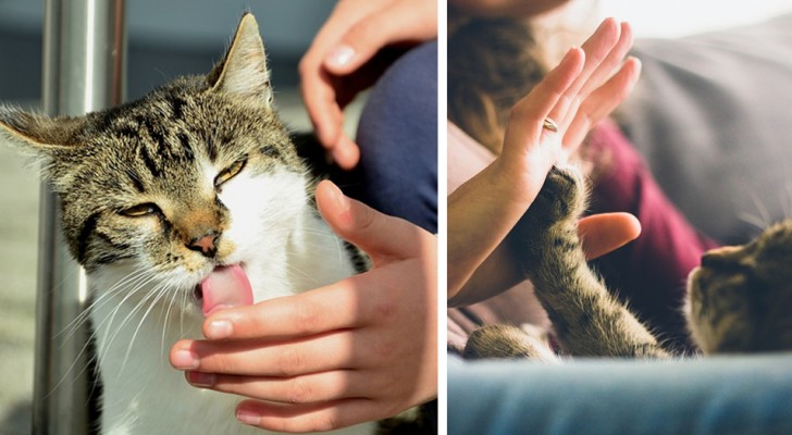 10 Verhaltensweisen, mit denen die Katze dir sagt, dass sie dich liebt, selbst wenn du es nicht merkst
