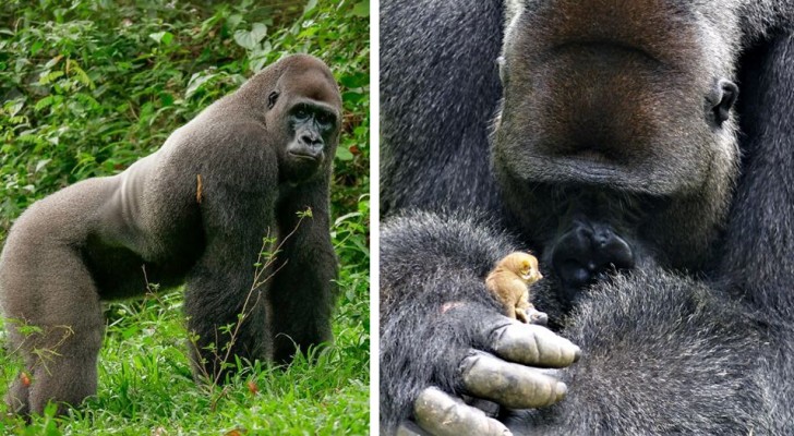 Un enorme gorilla si imbatte in una creatura minuscola... e la reazione stupisce anche gli esperti