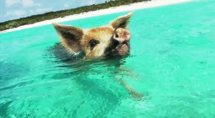 Swimming with pigs at the Bahamas