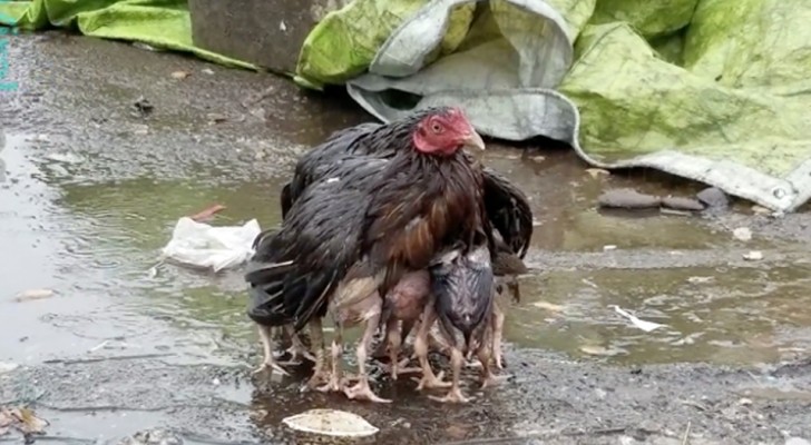 Una gallina ripara i pulcini dalla pioggia: un'immagine che rappresenta la forza dell'amore materno