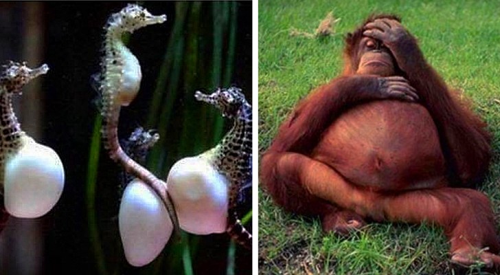 Animals with "Buns in the oven"! Here are some of the cutest baby bumps in the animal kingdom