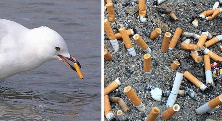 Sigarettenpeuken zijn het soort afval dat het meeste aantal verspreid in de natuur heeft