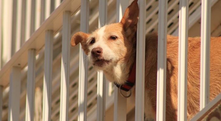 Cani costretti sul balcone: a Verona entreranno in vigore le sanzioni per i proprietari