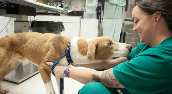 Quand un animal doit être euthanasié, il est important que son ami humain soit proche de lui : les vétérinaires expliquent pourquoi	