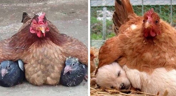 O instinto materno é mais forte que qualquer outra coisa: veja 15 mamães galinhas que são muito determinadas