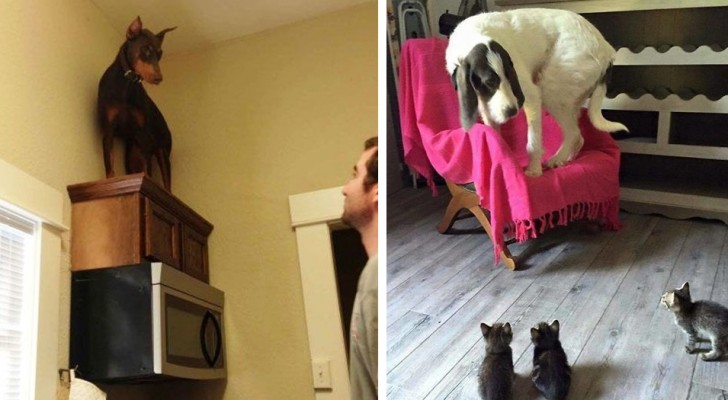 10 funny images of dogs terrified by something RIDICULOUS!
