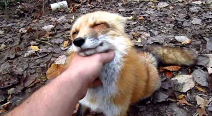 Dieser Fuchs liebt es einfach, liebkost zu werden