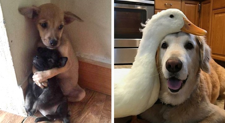 16 photos of animal friendships: so curious and strange as to seem unreal