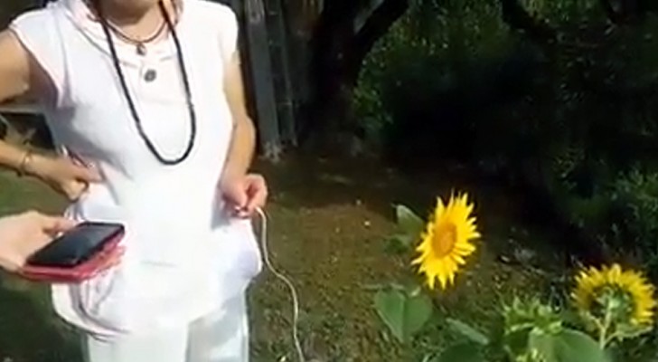 Una donna registra il suono emesso da un girasole: il risultato ha qualcosa di celestiale
