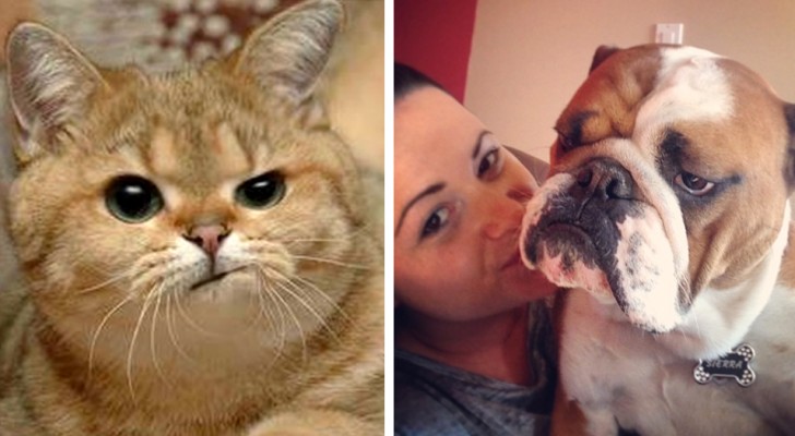27 divertidos animales que odian las selfie pero al final vienen igualmente adorables