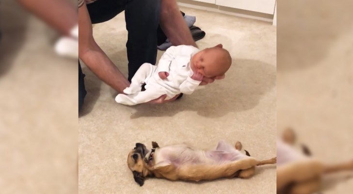 Mostra per la prima volta il neonato al chihuahua... e la reazione è più dolce di quanto si aspettasse