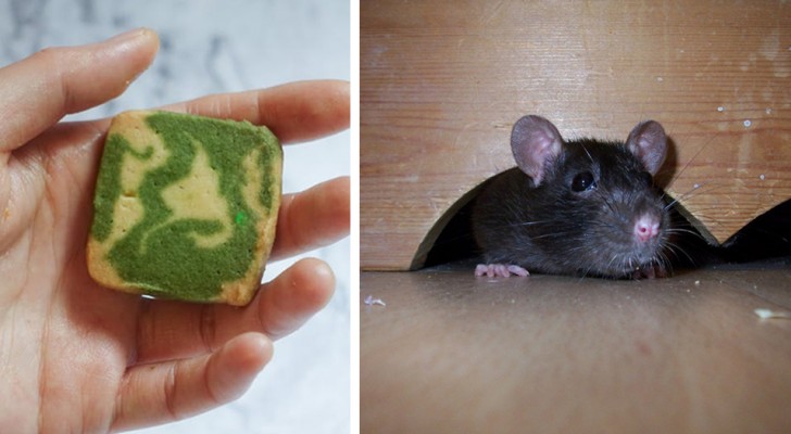 5 DIY tips that could help keep mice out of the house without having to use harmful chemicals 