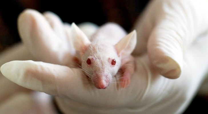I ricercatori cinesi sono riusciti a generare topi sani da 2 mamme biologiche e nessun padre