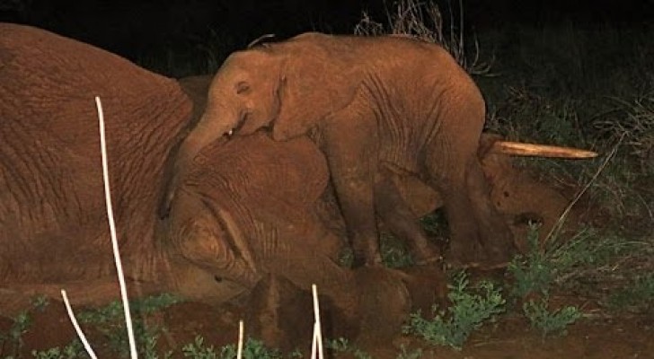 Orphaned baby elephant refuses to abandon her mother
