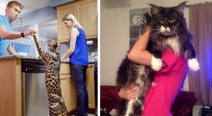 Les 6 plus grandes races de chats du monde qui vont vous faire craquer